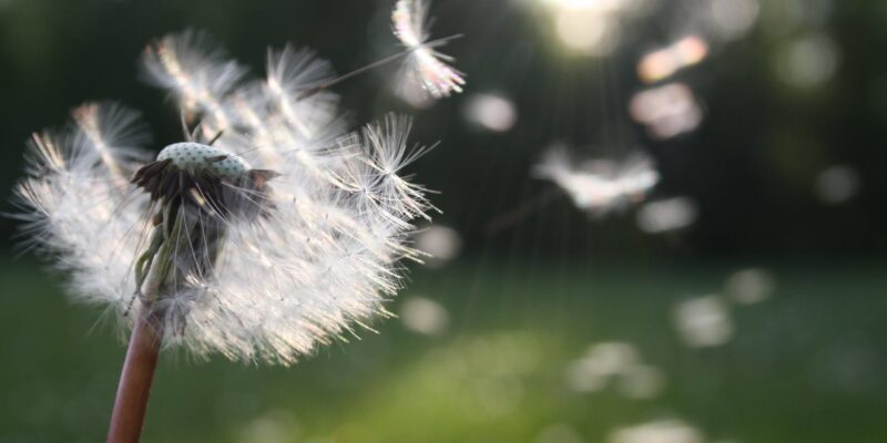 white dandelion flower shallow focus photography